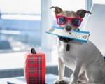 Animali in aereo: cambiano le regole