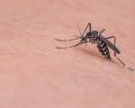 ASL - NOTA INFORMATIVA - Prevenzione, sorveglianza ed interventi in risposta alla circolazione dei virus della West Nile disease e dell’Usutu